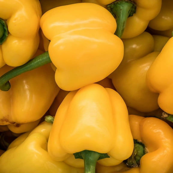Mini Bell Yellow Sweet Pepper Garden Seeds - 500 Seeds - Non-GMO Vegetable Gardening Seeds