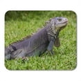 thumbnail image 1 of NUDECOR Tapis de Souris Iguane Coloré Reptile Inoffensif Mise au Point Sélective Lézard Vert 9x10 Pouces, 1 of 1