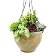 thumbnail image 6 of Element 12IN Live Plant Succulent Hanging Basket Mixed Varieties Live Plants, 6 of 8