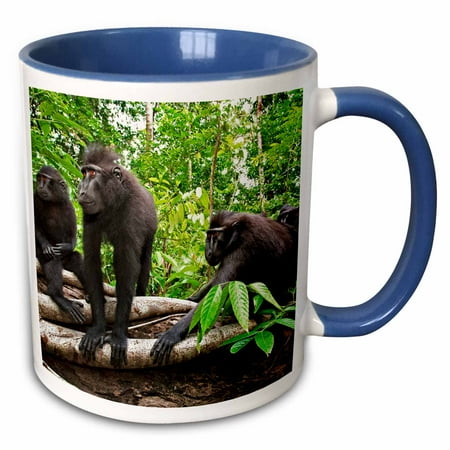 

3dRose Indonesia Sulawesi. Crested black macaque troop at rest in rainforest - Two Tone Blue Mug 11-ounce
