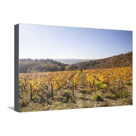 Autumn Colour in the Vineyards of Irancy, Yonne, Burgundy, France, Europe Stretched Canvas Print Wall Art By Julian