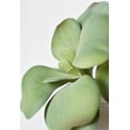 thumbnail image 4 of 6" Faux Green\Gray Kalanchoe Succulent Pick, 4 of 4