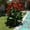 B, variant on Canna, Low Maintenance - Easy Grow - Ideal for Beds Borders, Plant Pots & Planters