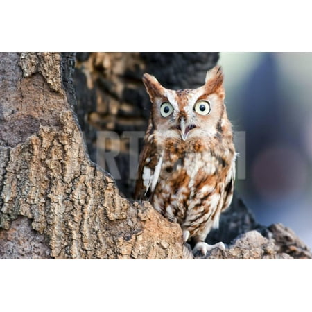 - Eastern Screech Owls are Found in Two Color Phases: Red and Gray. They are Small Tufted Owls That Print Wall Art By actionsports