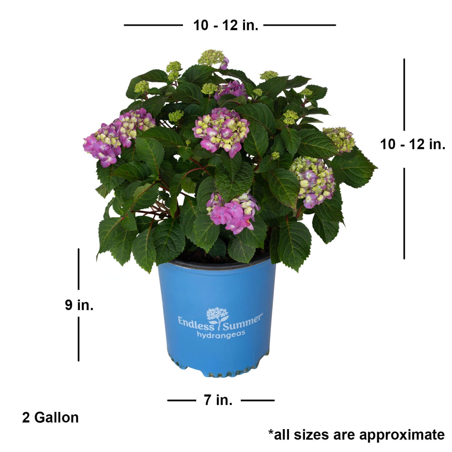 Endless Summer BloomStruck Reblooming Hydrangea Live Shrub