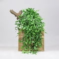 thumbnail image 4 of Gwong Decoración hogareña 1pc Fácil de mantener Vides Artificiales Anti-Fall Plastic Hermosa Garland Simulación Vines Decoración del hogar Gwong 21080756, 4 of 6