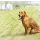 thumbnail image 4 of Correa de entrenamiento de agilidad para entrenamiento de recuperación de obediencia para perros/cachorros, cuerda extendida para entrenamiento. Jugar, 4 of 5
