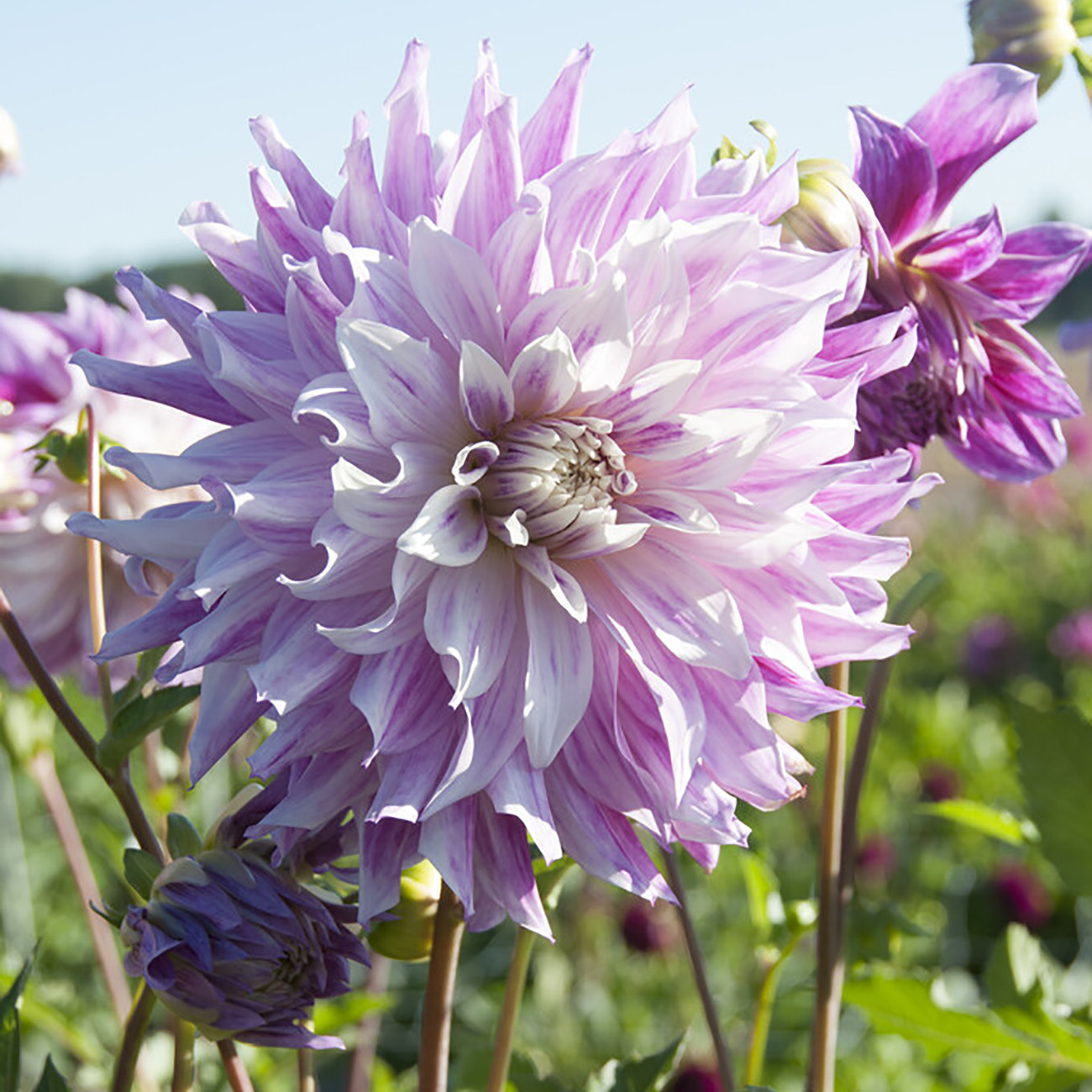 Van Zyverden Dahlias Bristol Stripe, 3 Bulbs, Multi-color, Full Sun, Annual, Flowering