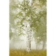 thumbnail image 2 of Birch Trees In The Fog; Thunder Bay  Ontario  Canada Poster Print, 2 of 2