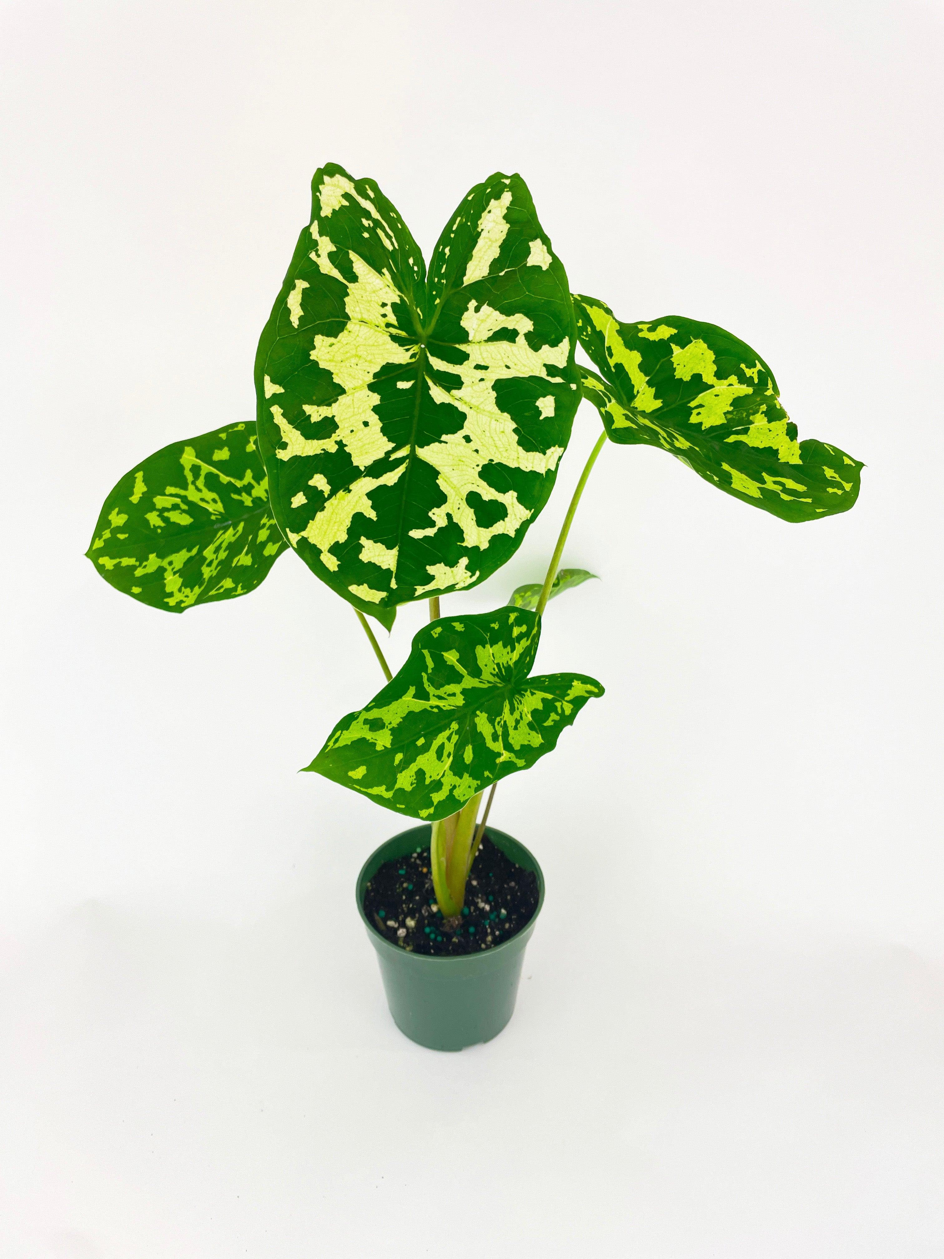 Caladium Hilo Beauty - Live Air-Purifying Indoor Plant in Nursery Pot – Easy Care, Low Maintenance Houseplant for Home & Office Decor, Natural Air Cleaner, Best for Beginners (4"Pot)