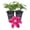 2 Plants, variant on Clematis Issey - 1 Live Starter Plant - Beautiful Velvety Red Blooms Flowering Vine Ready for The Garden