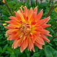 thumbnail image 1 of Dahlia Motto, 1 of 1