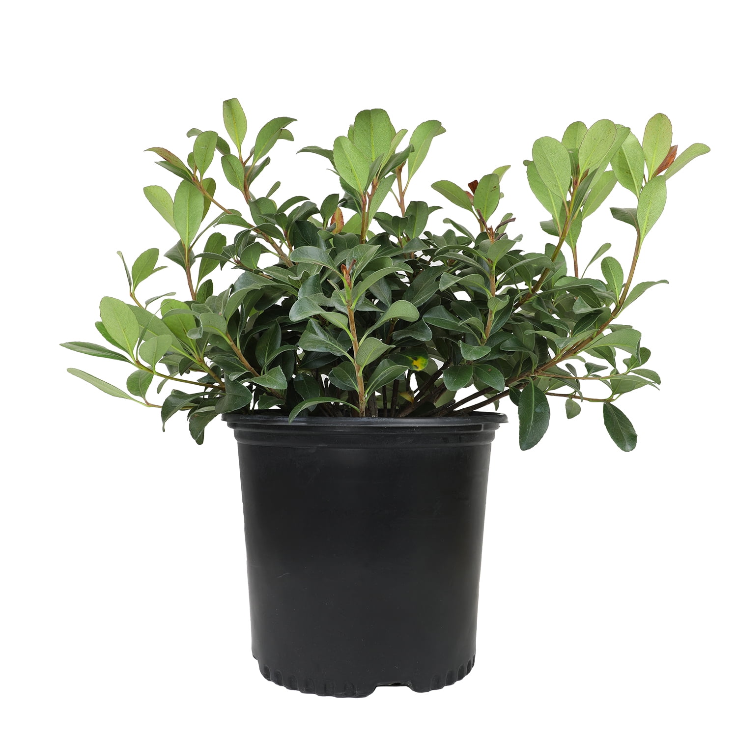 Expert Gardener Bay Breeze Rhaphiolepis Indian Hawthorn Live Plant, 12-15 in Tall