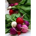 thumbnail image 3 of GSDWIUEW Easter Egg Radish Seeds, Multicolour Mix Blend for Planting, 300 Seeds, 3 of 3