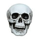 thumbnail image 1 of Utilería de calavera de Halloween, esqueleto de simulación de plástico, decoración para fiesta, juguete complicado, 1 ud., 1 of 2