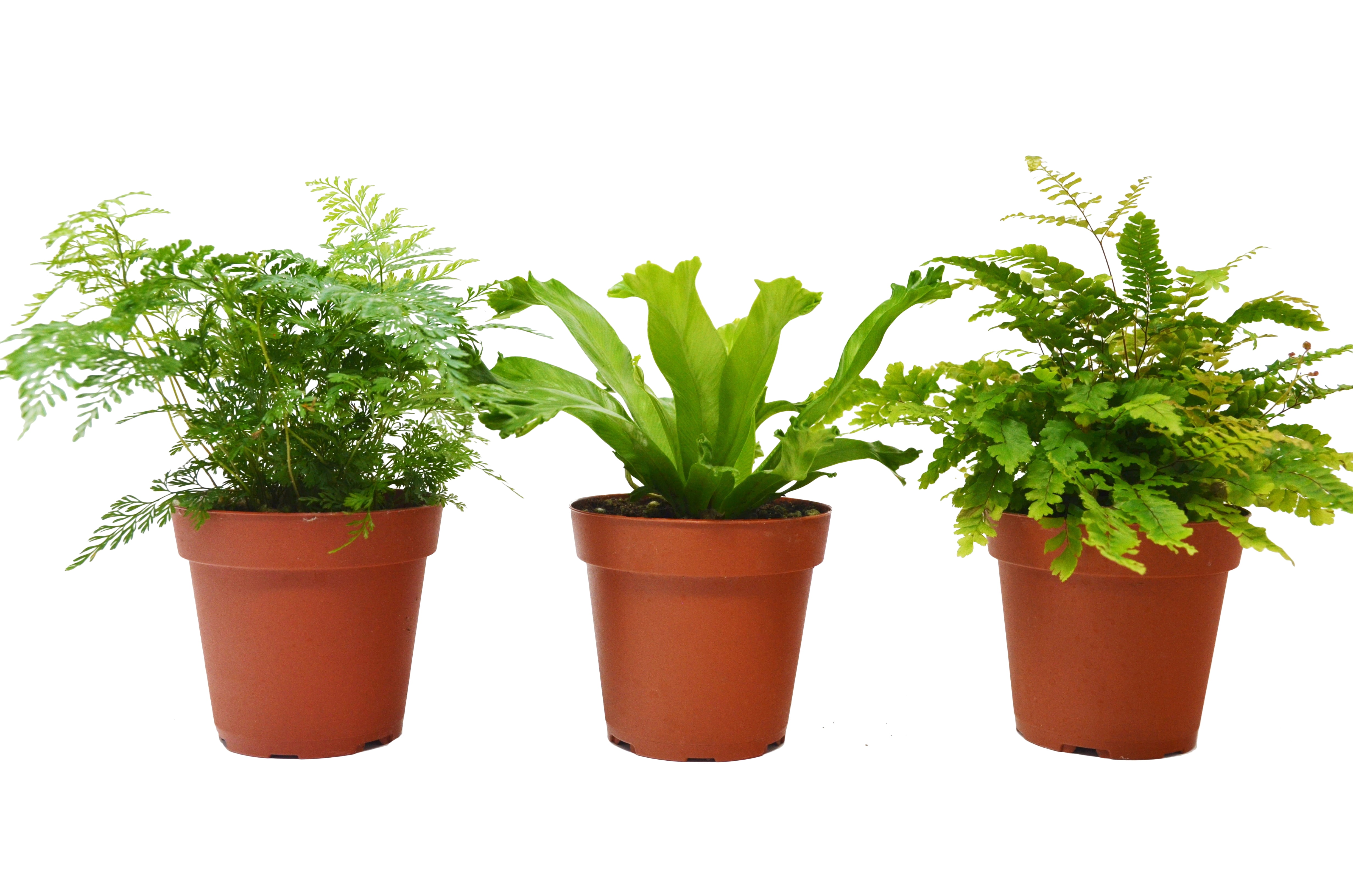 3 Fern Variety Pack Live Plants FREE Care Guide 4" Pot House