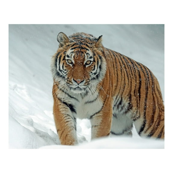 "Siberian Tiger" - Animal Wall Art POSTER  Print Stunning Tiger in the Snow Jungle Print For Home, Office, Zoo & Kids Room Decor