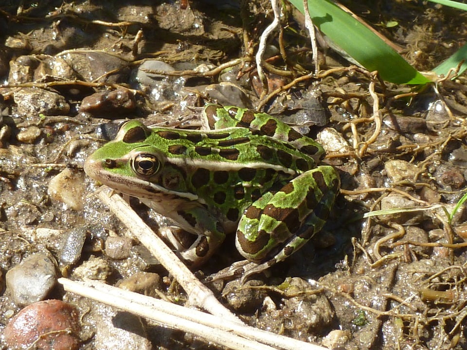 swamp song book frog swamp song book frog