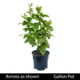 thumbnail image 4 of Apache Blackberry Bush Fruiting Plant grown in a 1 Gallon Pot (1-Pack), 4 of 4
