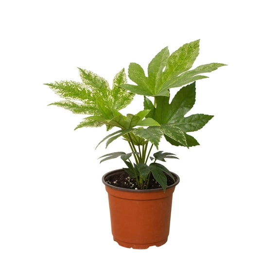 Fatsia 'Spider's Web', 6" Pot, Indoor Houseplant, Easy Care, Live Plant for Indoor & Outdoor