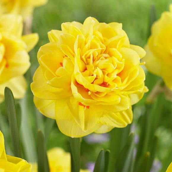 TASC Narcissus Flower Bulbs-Narcissus Large Cupped Sunny Day (10 Bulbs)