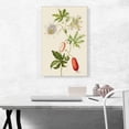 thumbnail image 2 of ARTCANVAS Passion Flower Canvas Art Print by Maria Sibylla Merian - Size: 26" x 18" (0.75" Deep), 2 of 9