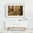 thumbnail image 6 of Land of Giants - Felton California Photography Forest Nature Woodland Wilderness Scenic Autumn Unframed Wall Art Print 32 x 48 inches, 6 of 7