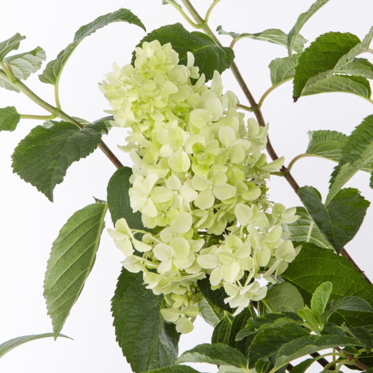 1 PK First Editions 1Gal Hydrangea Paniculata Little Hottie Perennial Plant Sun