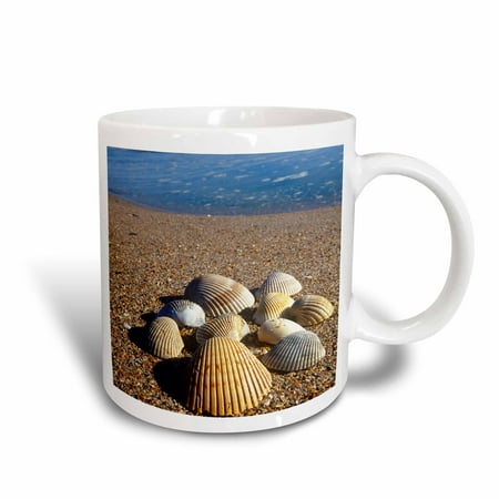 3dRose Seashells, Jacksonville, St. Johns River, Florida - US10 GJO0234 - Greg Johnston, Ceramic Mug, 11-ounce
