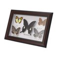 thumbnail image 1 of EBTOOLS Exquisitas Mariposas Insecto Espécimen Artesanía Regalo De Cumpleaños Decoración Del Hogar Ornamento Mariposa Sombra Caja Polilla Pinn Práctico, 1 of 7