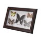 thumbnail image 1 of EBTOOLS Exquisitas Mariposas Insecto Espécimen Artesanía Regalo De Cumpleaños Decoración Del Hogar Ornamento Mariposa Sombra Caja Polilla Pinn Práctico, 1 of 7