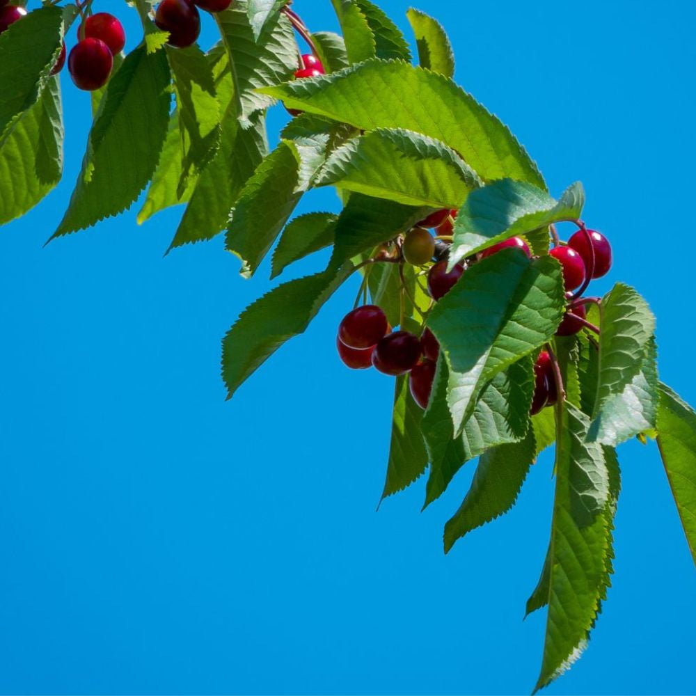 Expert Gardener 3-4 ft. tall Early Richmond Fruiting Cherry Live Tree in 7-Gallon Grower Pot