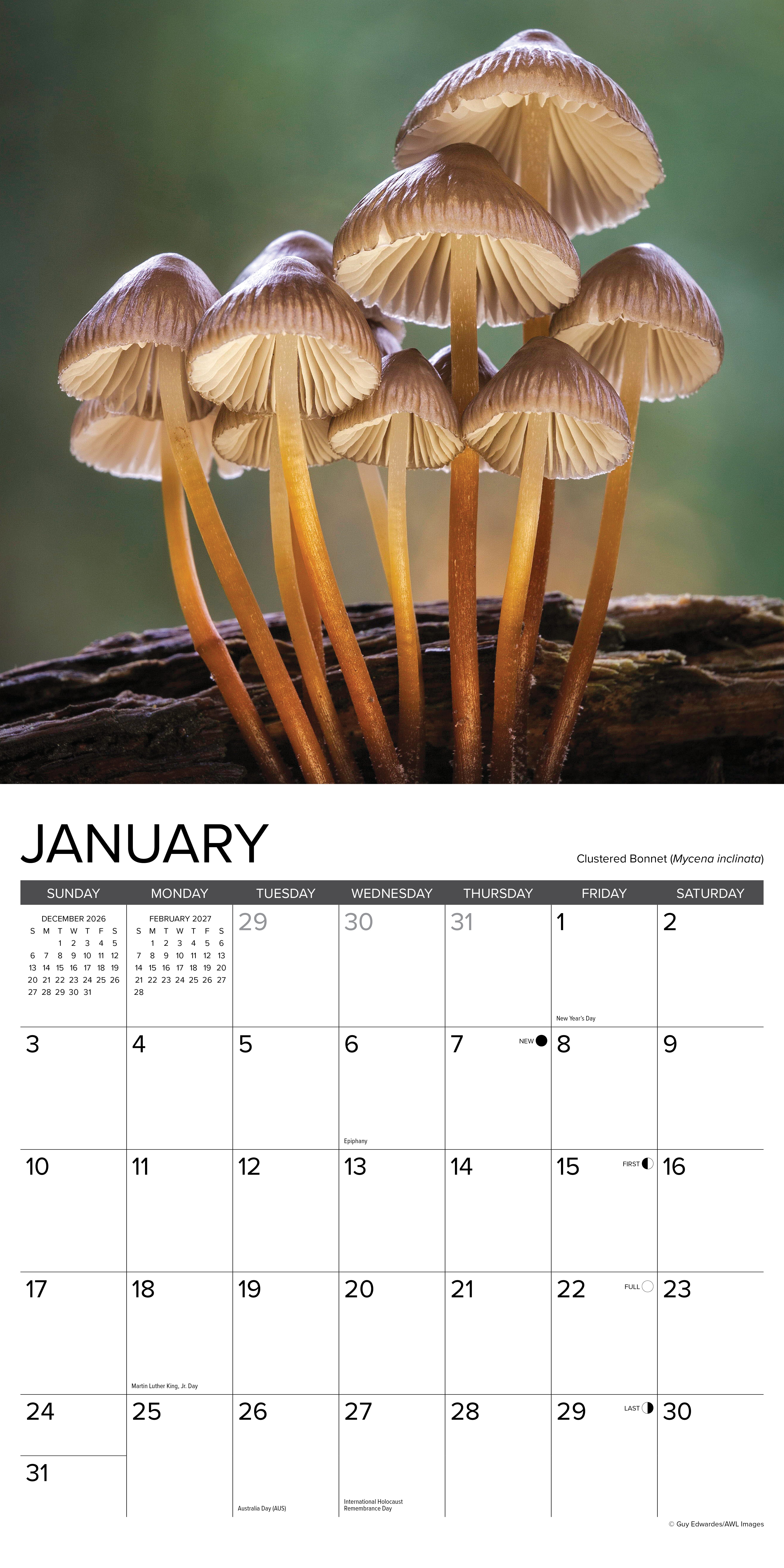 Willow Creek Press, Mushrooms 2027 Wall Calendar