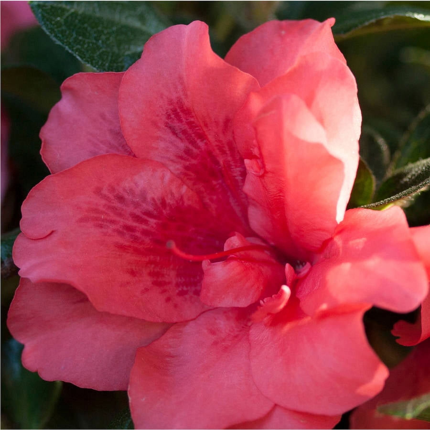 Encore Azalea Autumn Princess (1 Gallon) Salmon Pink Flowering Shrub - Full Sun Live Outdoor Plant