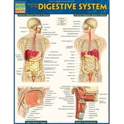 VINCENT PEREZ Anatomy of the Digestive System : QuickStudy Laminated Reference Guide (Edition 2) (Other)