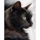 thumbnail image 2 of Cuadros Decorativos Gato negro 5D DIY Diamond Painting Kits Full Round Drill Wall Decor Craft (L3572) Ndcxsfigh Nuevos Originales, 2 of 8