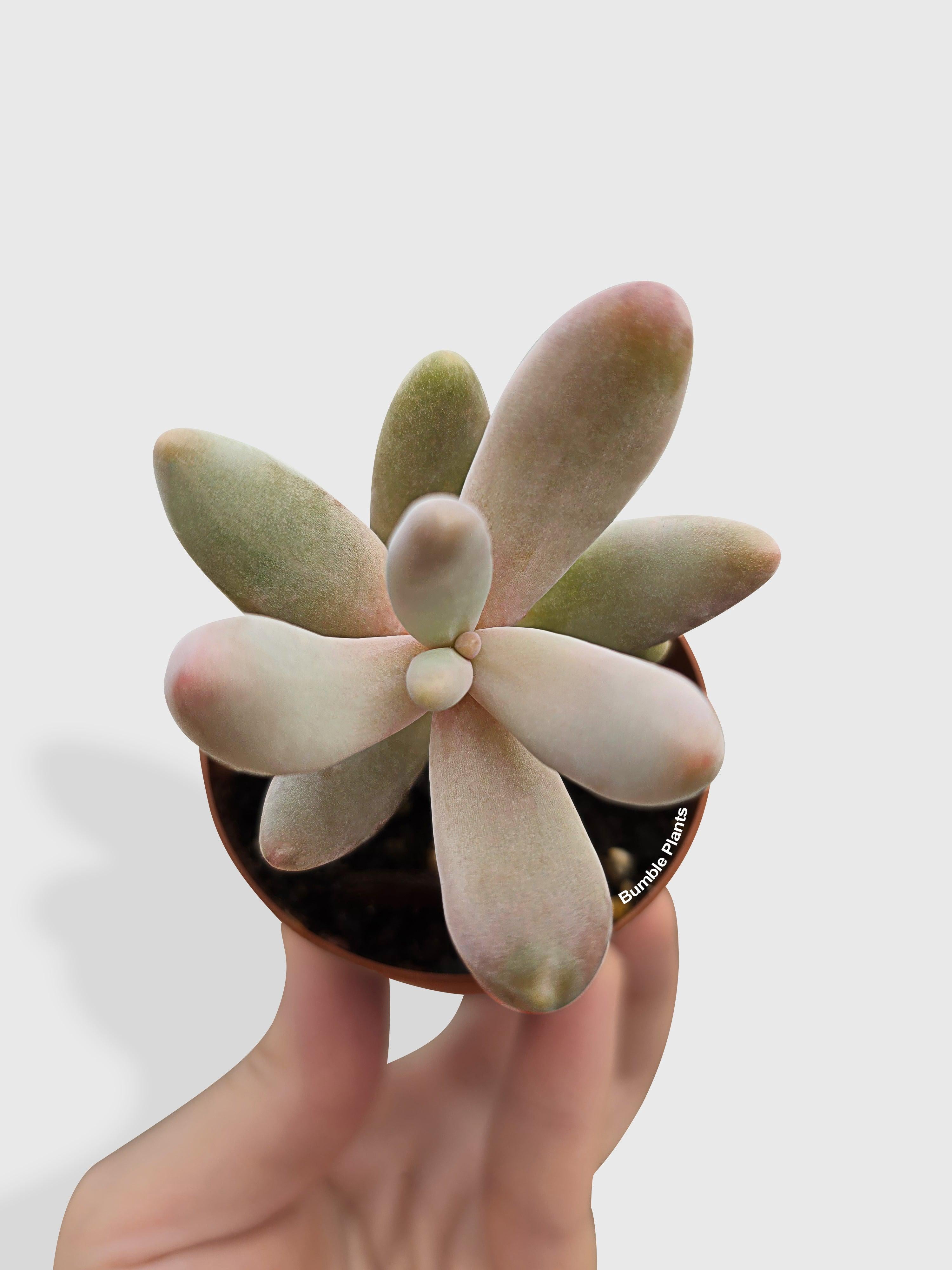 Pachyphytum Fittkaui - Live Air-Purifying Indoor Plant in Nursery Pot – Easy Care, Low Maintenance Houseplant for Home & Office Decor, Natural Air Cleaner, Best for Beginners