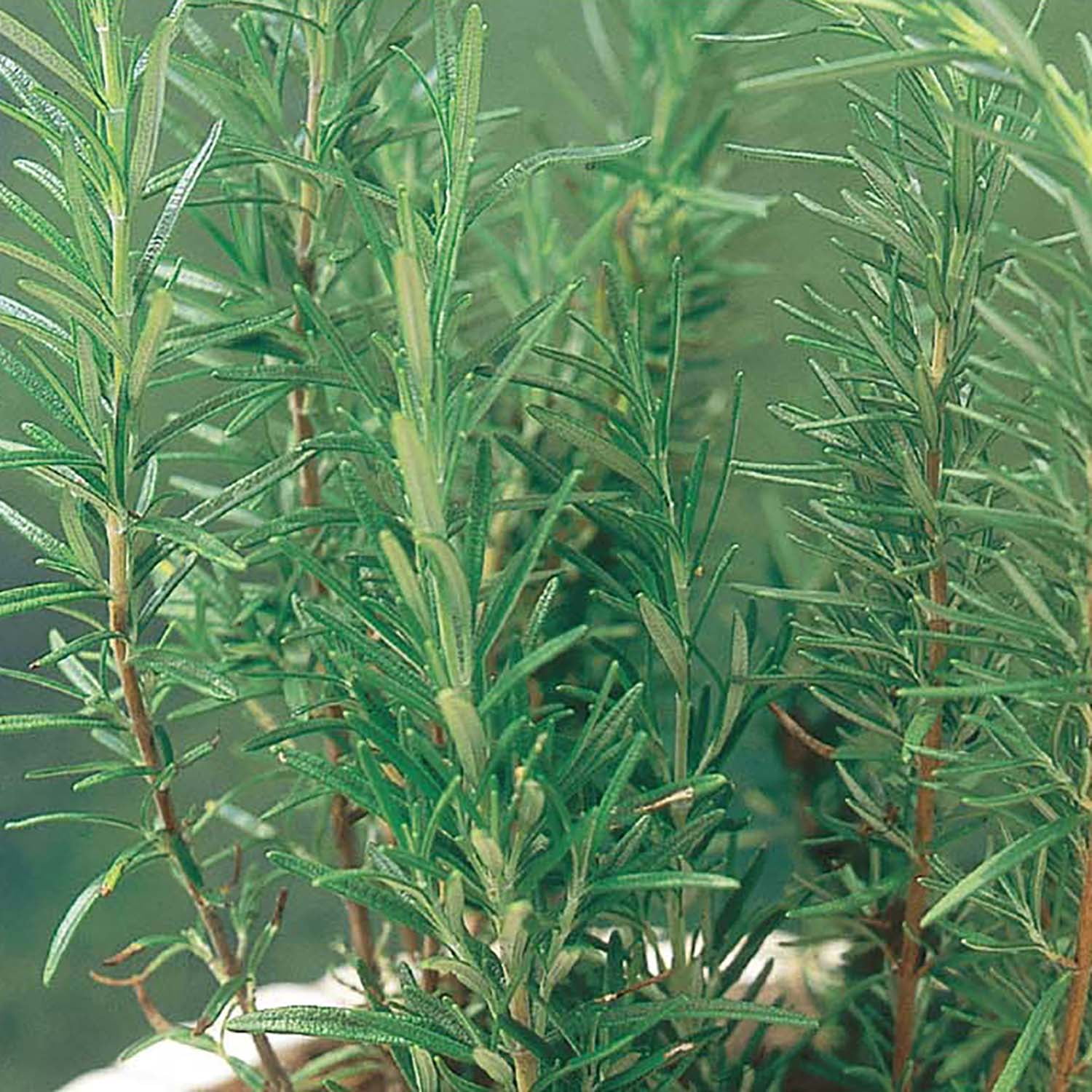 Ferry-Morse 1G Rosemary Herb Plant Seeds Full Sun