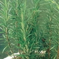 thumbnail image 4 of Ferry-Morse 1G Rosemary Herb Plant Seeds Full Sun, 4 of 10