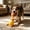 Yellow, variant on Squeaky Rubber Chicken Dog Toy, Durable Chewable Pet Squeak Toy for Small, Medium & Large Dogs