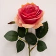 thumbnail image 3 of Nearly Natural 18in. Rose Artificial Flower (Set of 24), Pink, 3 of 7