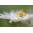 thumbnail image 2 of Disher, Mandy 24x17 Black Ornate Wood Framed with Double Matting Museum Art Print Titled - White Anemone, 2 of 4