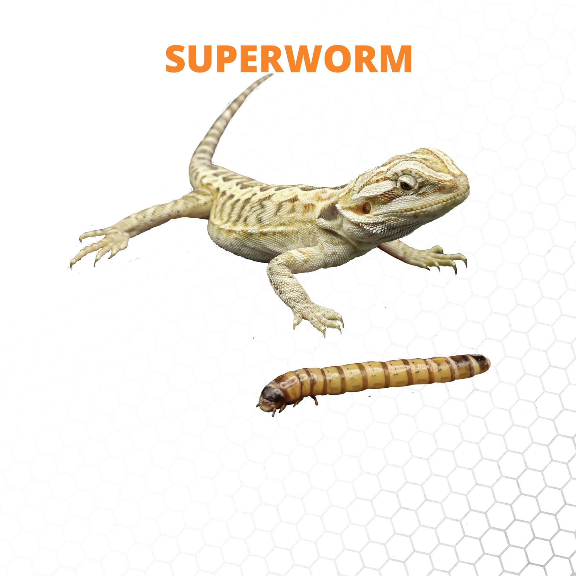 Mack's Natural Reptile Food 1 x Cup of 25 Large Superworms