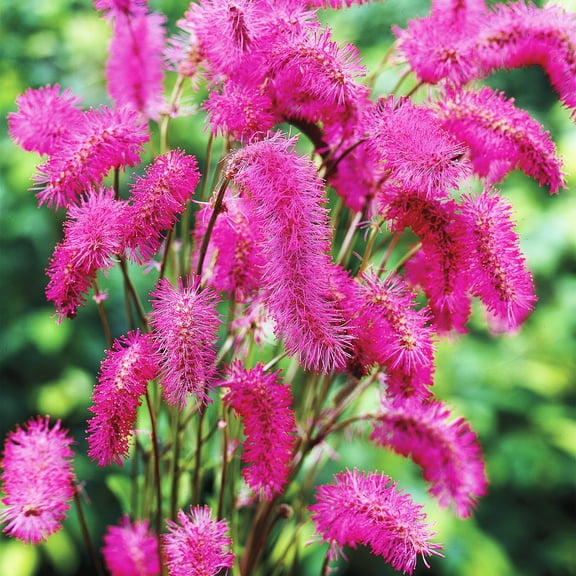 Bottlebrush Dormant Bare Root Pink Flowering Perennial Roots (3-Pack)