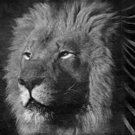 Animal Instincts Black And White Poster Print by Jace Grey