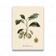 thumbnail image 3 of Pósteres y grabados vintage de frutas botánicas retro, limón, ciruela y naranja, arte de pared, pintura en lienzo, imágenes de pared, decoración de cocina, 3 of 5