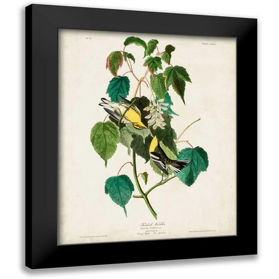Audubon, John James 12x14 Black Modern Framed Museum Art Print Titled - Pl 134 Hemlock Warbler