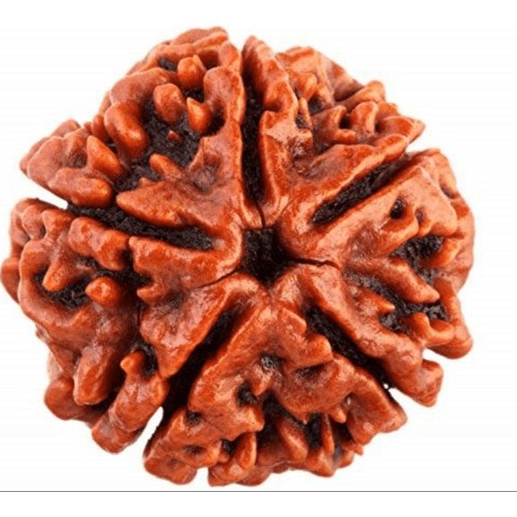 Saao 5 Mukhi Original Rudraksha