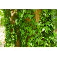 thumbnail image 3 of Green English Ivy - Live Plant in a 6 Inch Pot - Hedera Helix - Beautiful Easy Care Indoor Air Purifying Houseplant Vine, 3 of 5