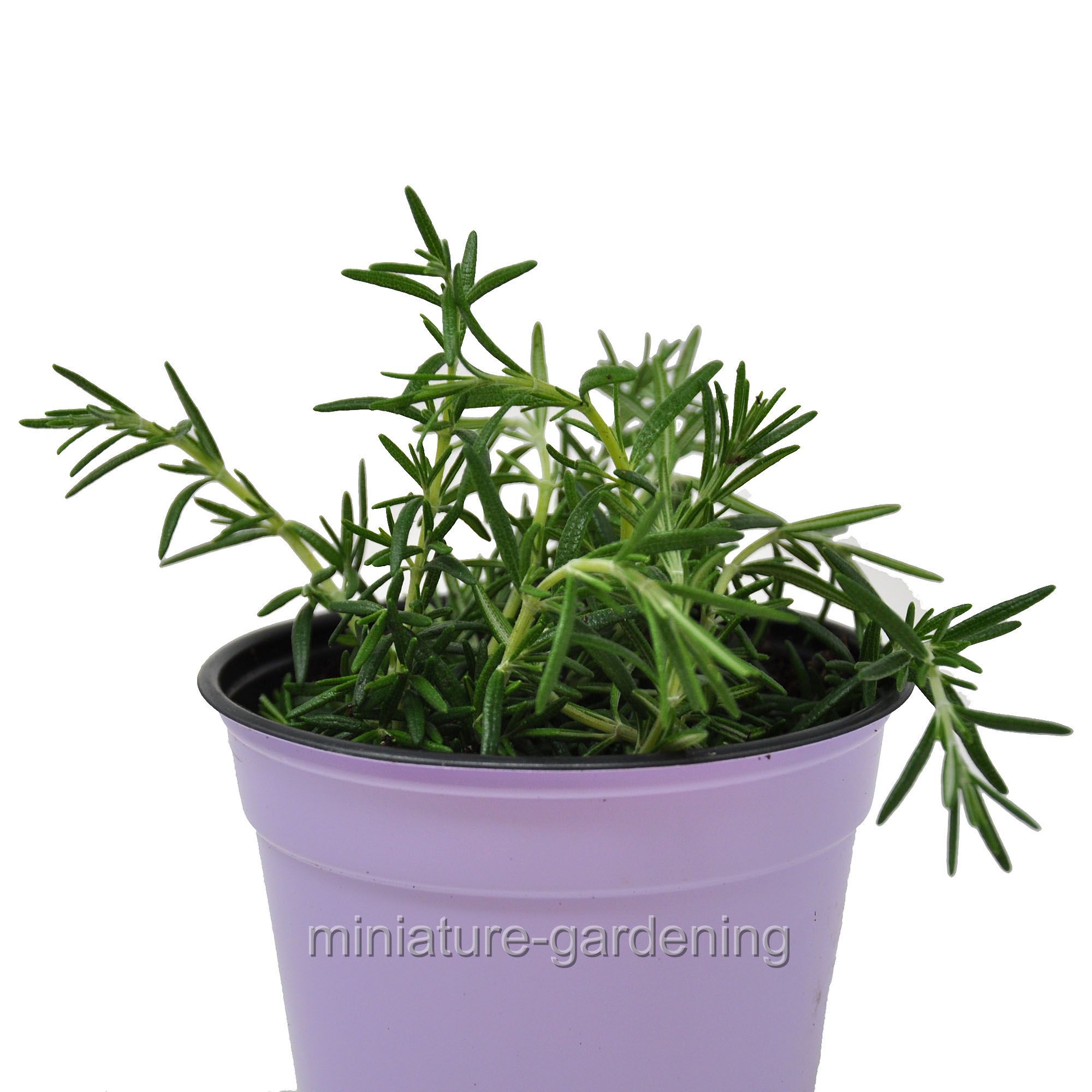 Rosmarinus prostratus, Trailing, Rosemary